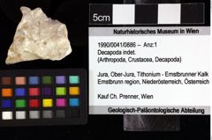 Foto (Objket + Etiketten) von Decapoda indet. 